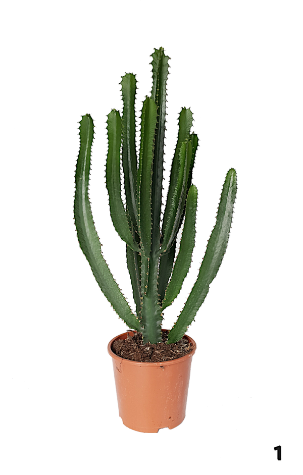 Euphorbia 'Triangularis' | Ø17cm H68cm