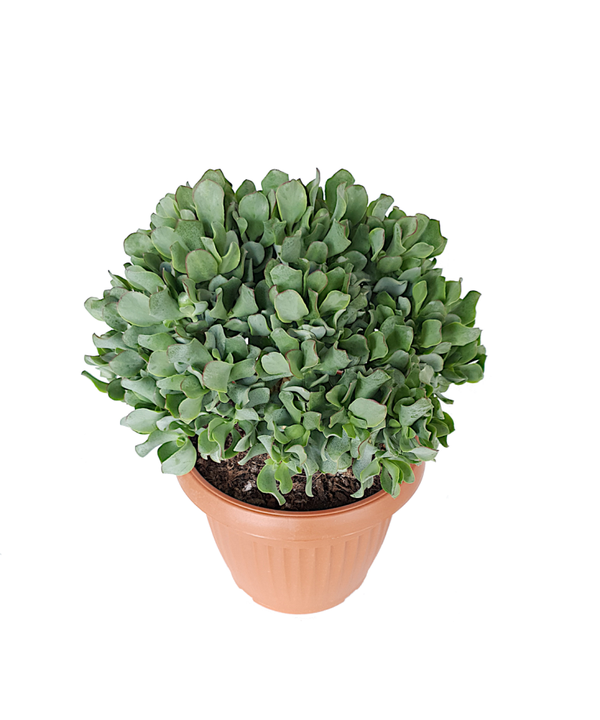 Crassula arborescens subsp. undulatifolia | Ø25cm H42cm