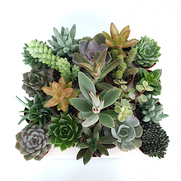 Vetplantjes mini - complete tray