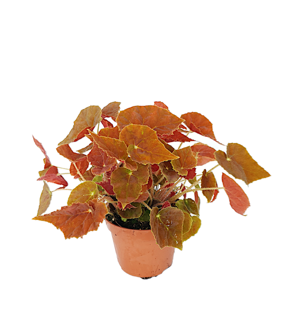 Begonia 'Magic Colours'  | Ø13cm H25cm