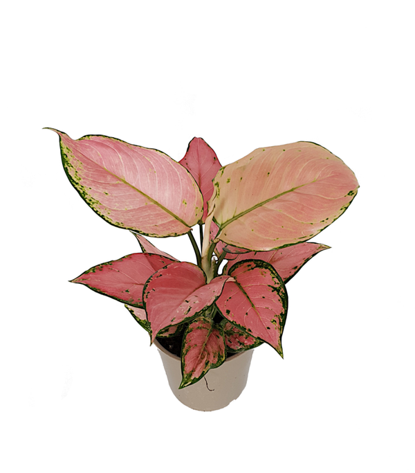 Aglaonema 'Pink Star' | Ø12cm H30cm