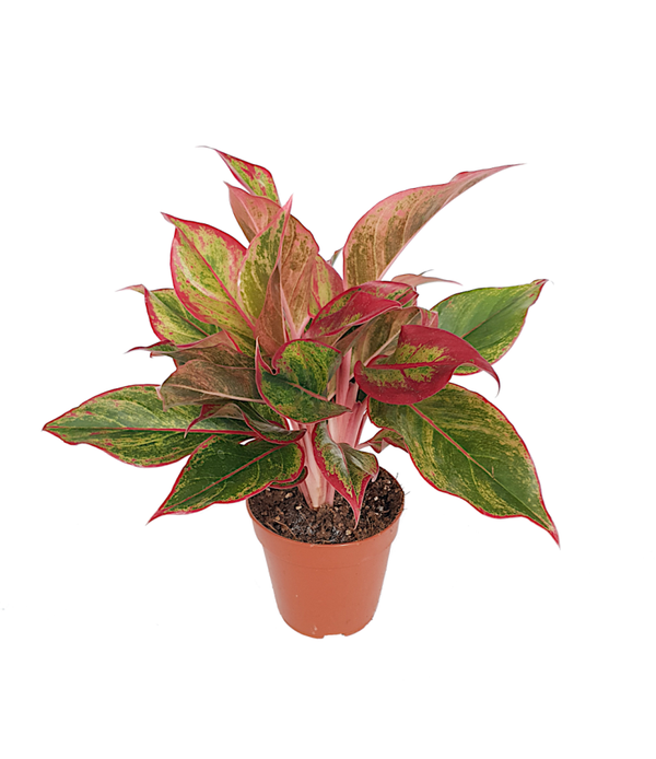Aglaonema 'Crete' | Ø12cm H33cm
