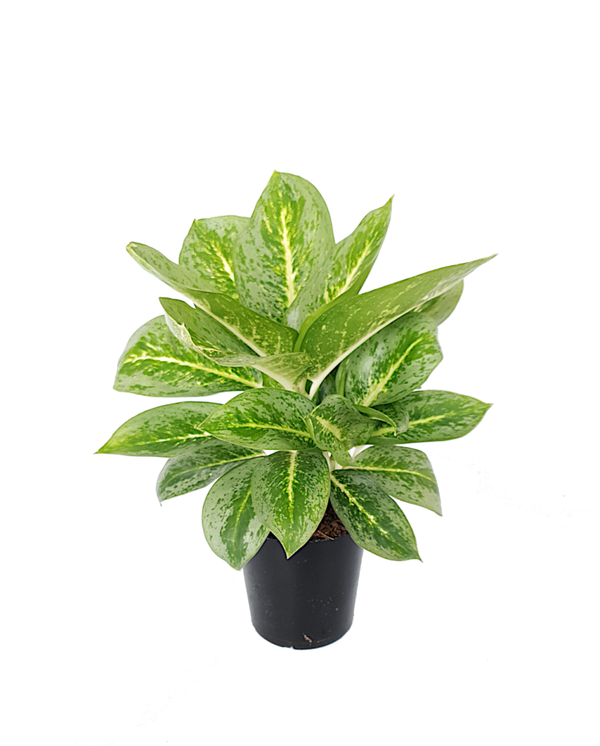 Aglaonema Lemon Mint | Ø12cm H35cm