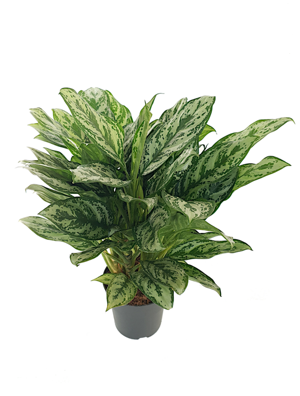 Aglaonema | Ø19cm H63cm