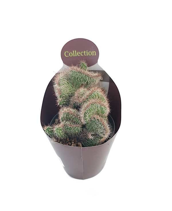 Nyctocereus Serpentinus cristata | Ø14cm H20