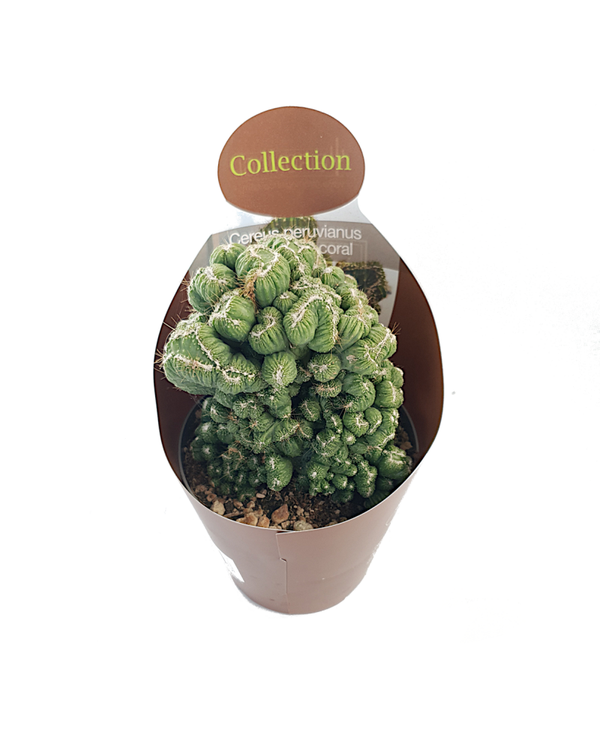 Cereus peruvianus mostruoso coral | Ø14cm H24