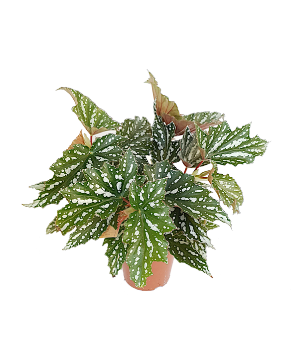 Begonia Bohemian Forest | Ø15cm H42cm