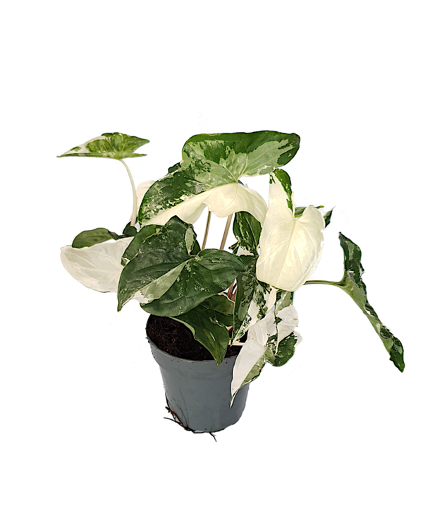 Syngonium podophyllum 'Albo' variegata | Ø12cm H30cm