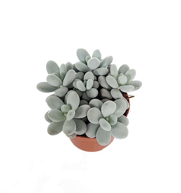 Pachyphytum oviferum | Ø12cm H14cm