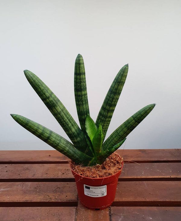 Sansevieria cylindrica Singah | Ø10cm H23cm