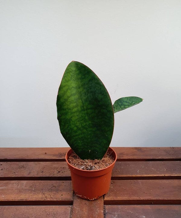 Sansevieria Victoria | Ø10cm H28cm