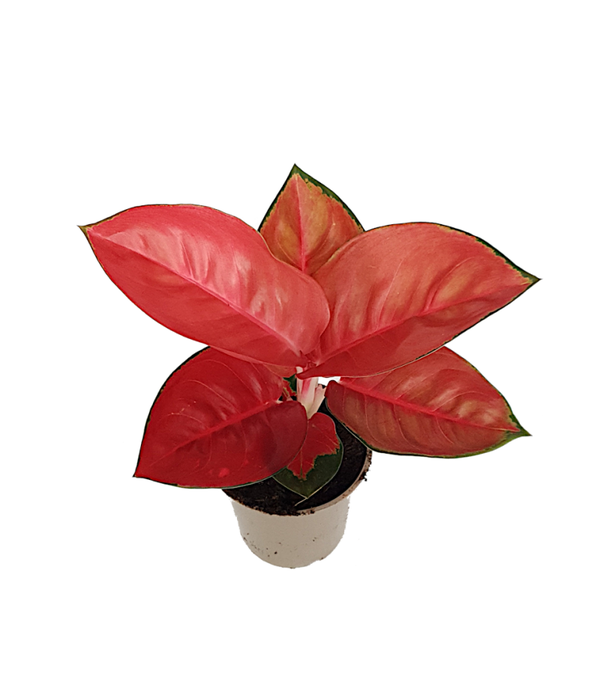 Aglaonema Red Star | Ø12cm H29cm