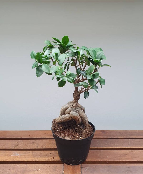 Ficus microcarpa 'Ginseng' / Chinese vijg - Bonsai