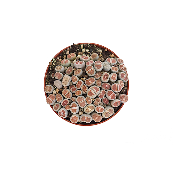 Lithops | Ø8,5cm