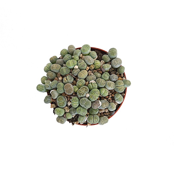 Lithops | Ø8,5cm