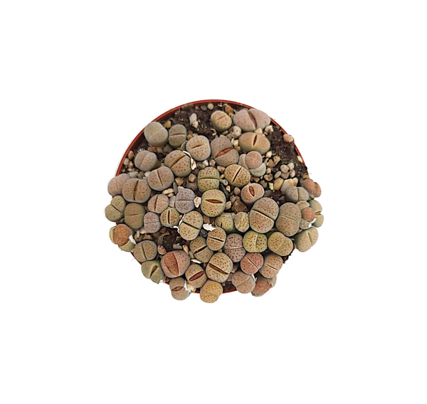 Lithops | Ø8,5cm