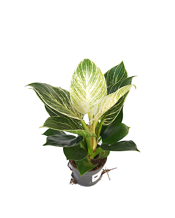 Philodendron karma White stripe | Ø9cm H30cm