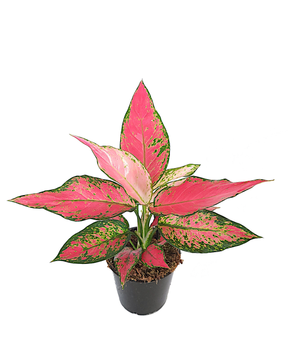 Aglaonema 'Cherry Baby' | Ø12cm H28cm