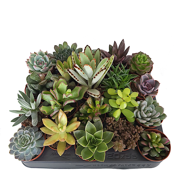 Vetplantjes mini - complete tray