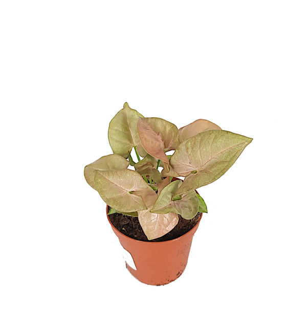 Syngonium 'Neon Robusta' | Ø9,5cm H18cm