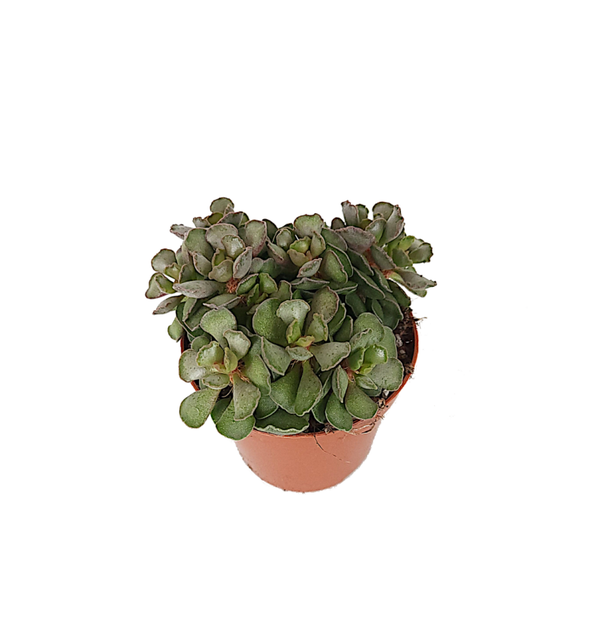 Adromischus | Ø8,5cm H12cm