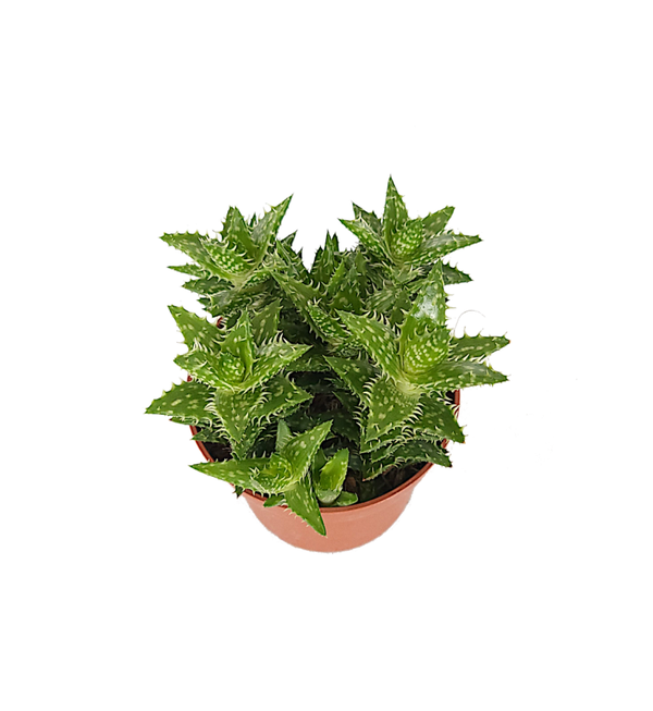 Aloe Squarrosa | Ø10,5cm H15cm