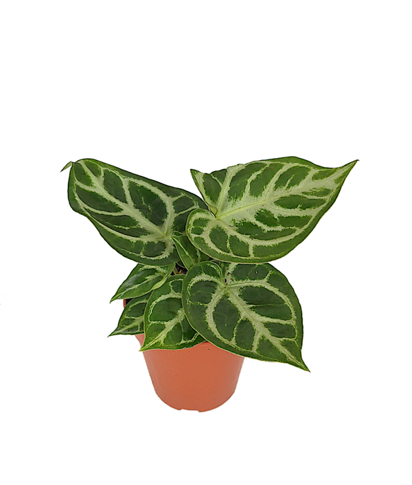 Anthurium Silver Blush | Ø12cm H25cm