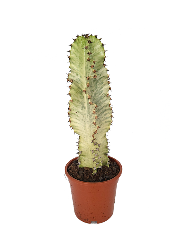 Euphorbia ingens 'Variegata' Marmorata | Ø17cm H50cm