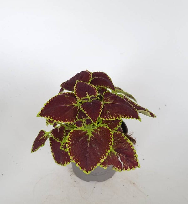 Siernetel | Plectranthus coleus | Ø12cm H20cm