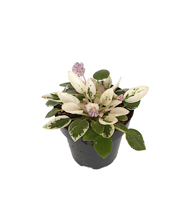 Saintpaulia variegata - Bont Afrikaans viooltje | Ø12cm H16cm
