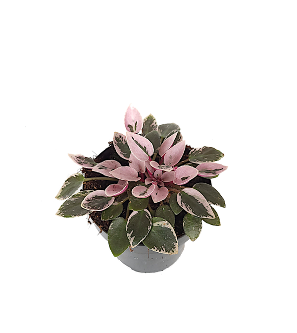 Saintpaulia variegata - Bont Afrikaans viooltje | Ø12cm H16cm