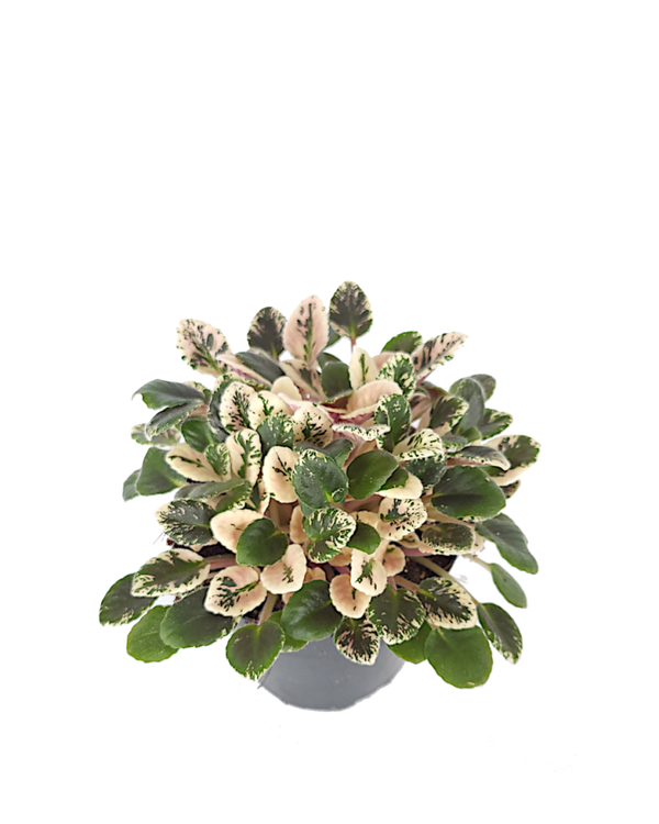 Saintpaulia Hovariagata - Bont Afrikaans viooltje | Ø12cm H18cm