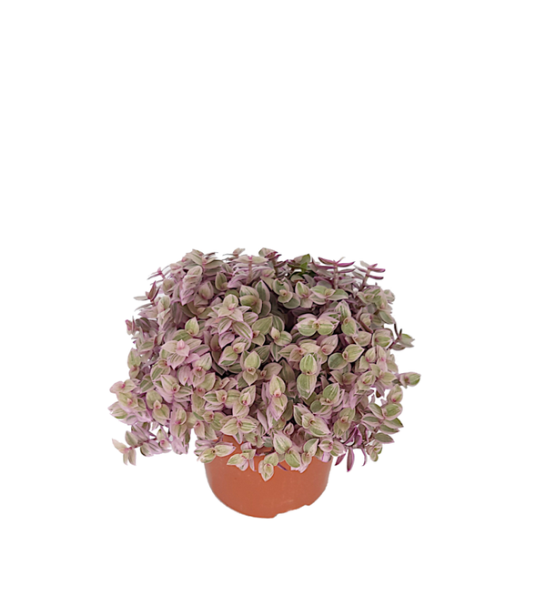 Callisia 'Rosato Purple' | 'Pink Panther' | 'Pink Lady' | Ø10,5cm H13cm