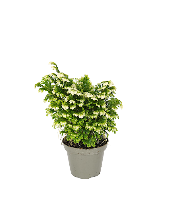 Selaginella martensii "variegata"| Ø8cm H18cm