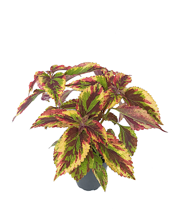 Siernetel - Coleus Plectranthus Combat | Ø12cm H31cm