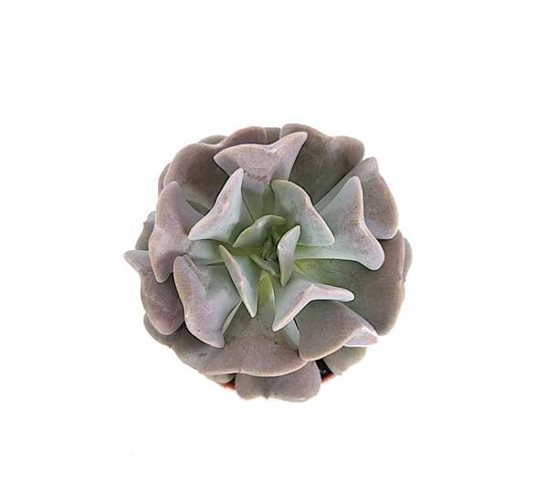 Echeveria Cubic Frost | Ø8,5cm H12cm
