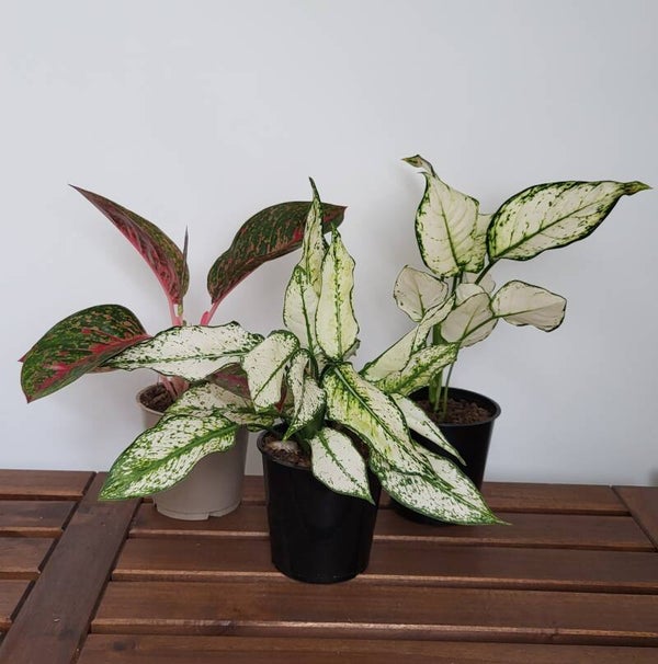 Aglaonema klunzendoos
