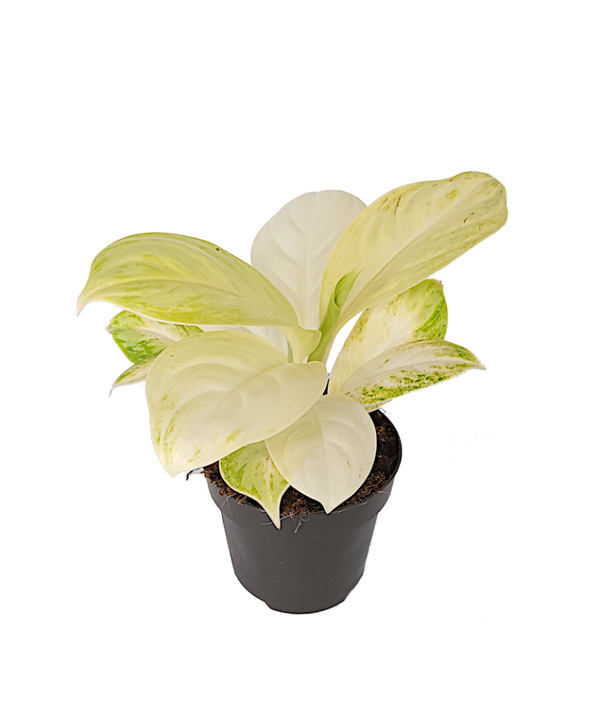 Aglaonema Arctic lime | Ø12cm H26cm