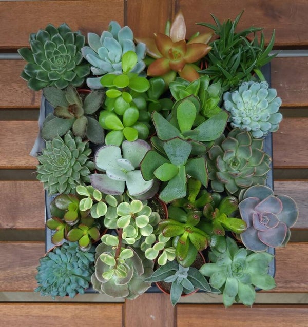 Vetplantjes mini - complete tray