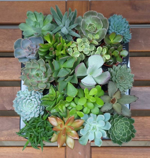 Vetplantjes mini - complete tray