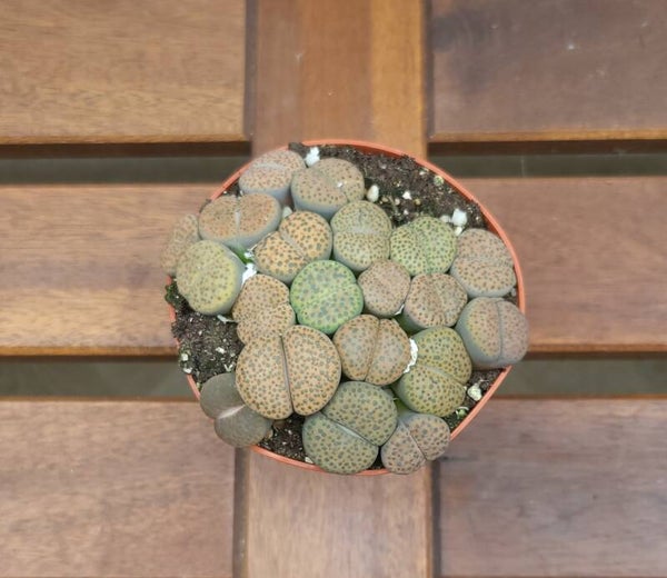 Lithops | Ø11cm