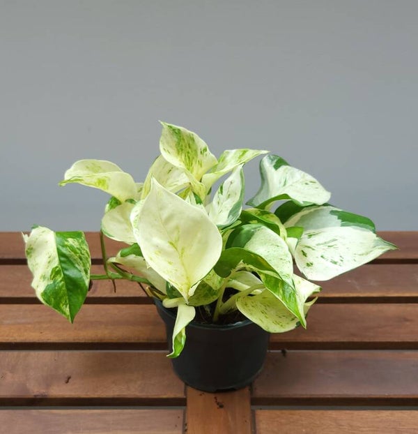Epipremnum Pinnatum 'Happy Leaf' | Ø12cm H22cm