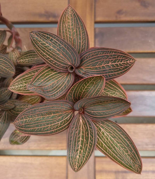 Ludisia Discolor Ruby - Jewel Orchid | Ø12cm H27cm