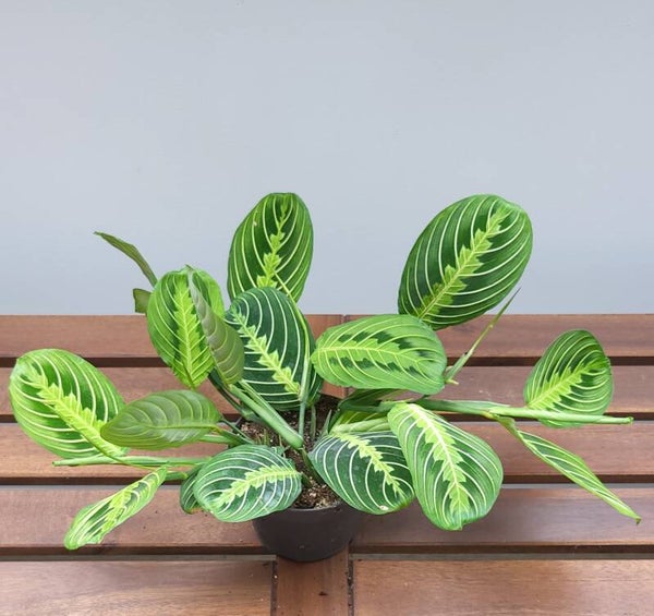 Maranta leuconeura lemon | Ø12cm H23cm