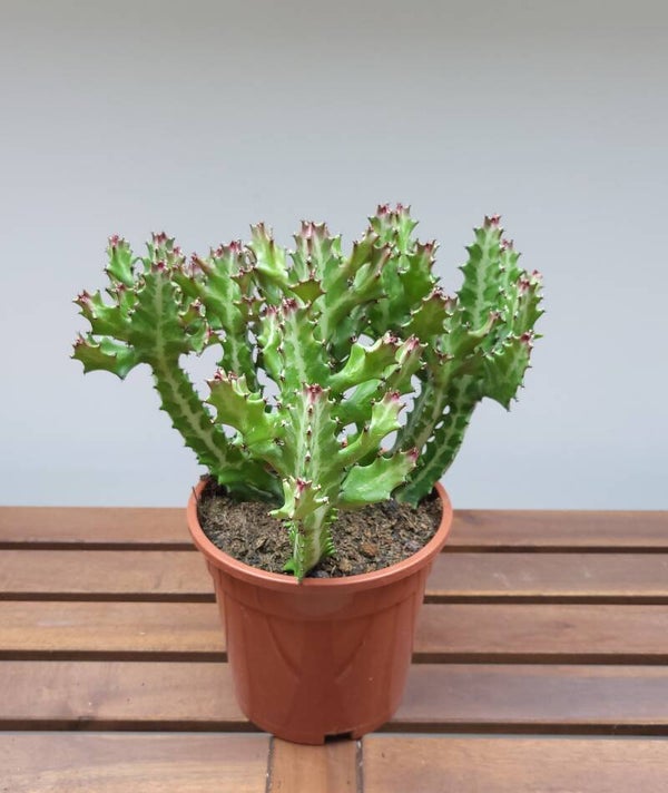 Euphorbia lactea | Ø17cm H36cm