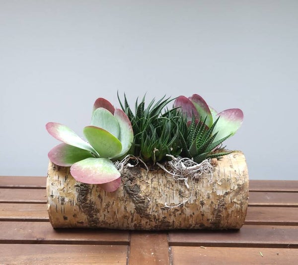 Arrangement Boomstam