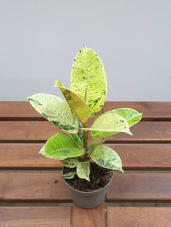 Ficus elastica Shivereana moonshine | Ø9cm H29cm