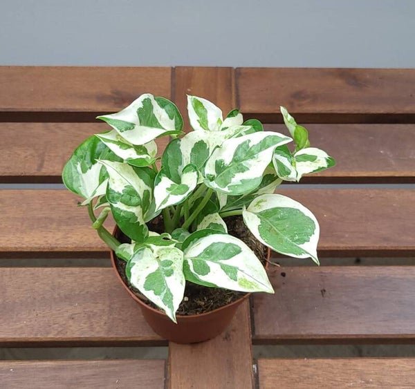 Epipremnum Aureum Glacier | Ø10cm H17cm