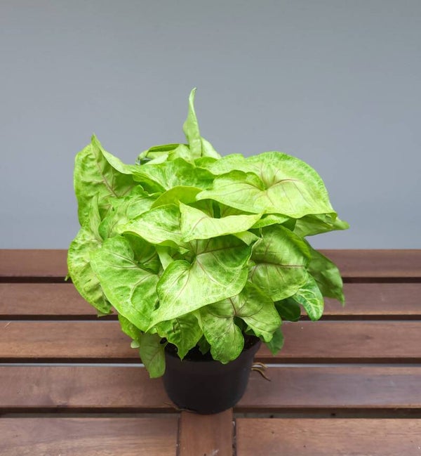 Syngonium 'golden allusion' | Ø14cm H32cm