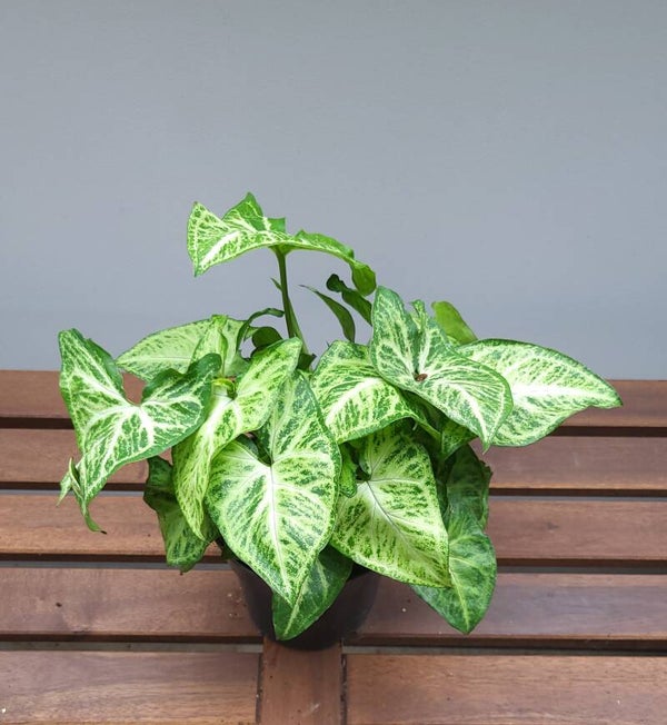 Syngonium 'Arrow' | Ø14cm H32cm